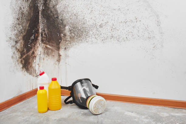 Best Best Mold Removal Companies  in Crestline, CA