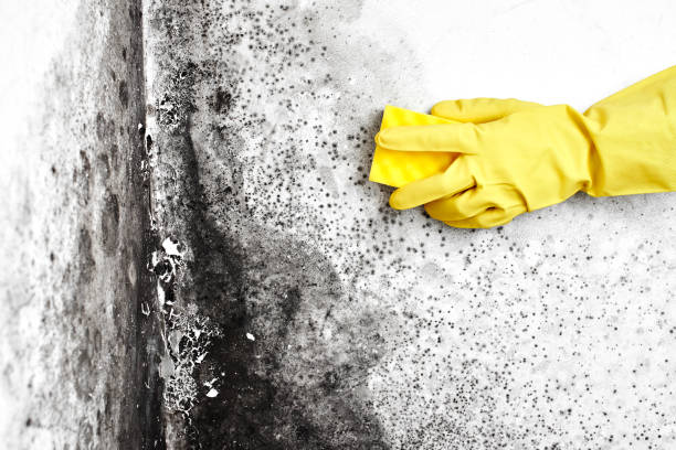 Reliable Crestline, CA Mold Removal Solutions
