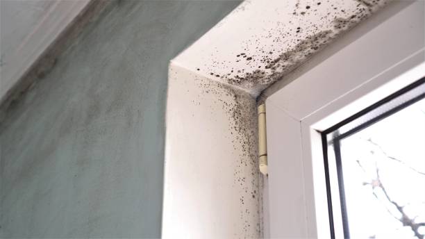 Mold Removal and Inspection in Crestline, CA