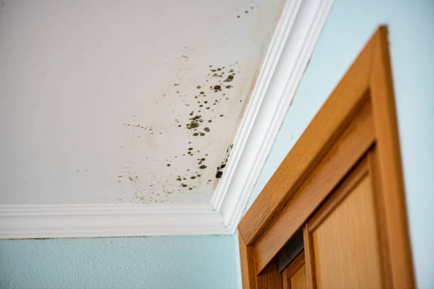 Best Mold Remediation Experts  in Crestline, CA