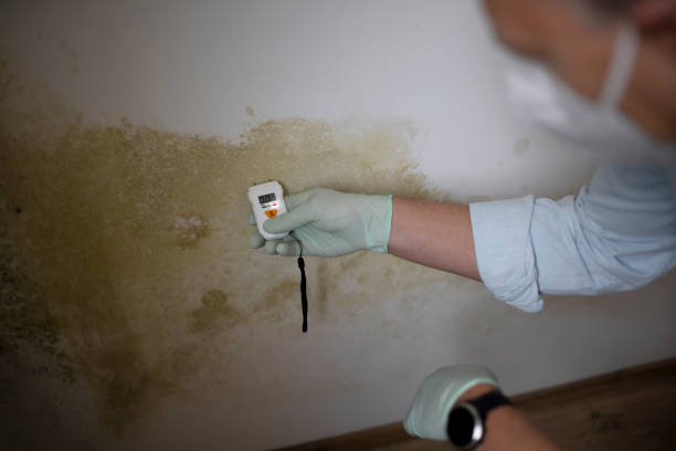Best Mold Removal and Inspection  in Crestline, CA