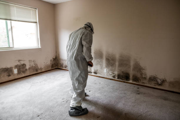 Best Affordable Mold Removal  in Crestline, CA