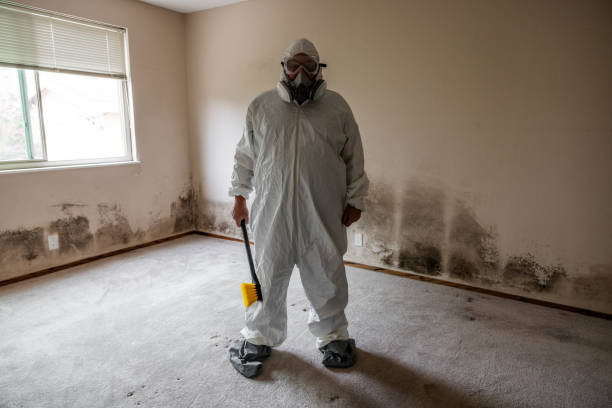 Best Black Mold Removal  in Crestline, CA