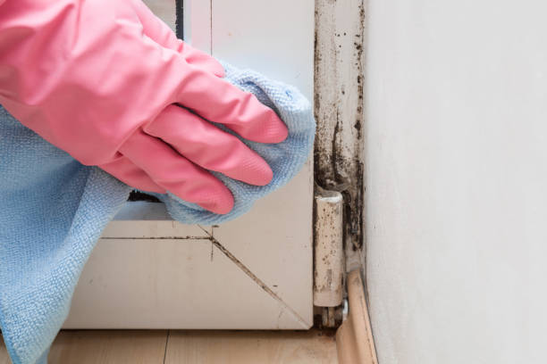 Best Crawl Space Mold Removal  in Crestline, CA